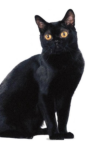 Bombay Cats Wallpapers