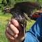 Red-winged Blackbird, female