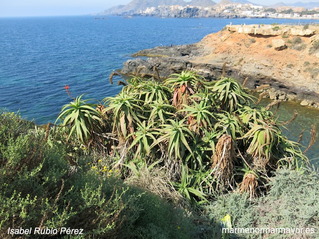 Aloe candelabro