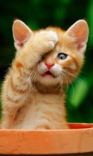 How to install Cute Orange Kitty 1.0 mod apk for bluestacks