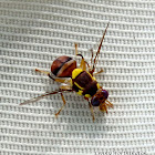 Asian Fruit Fly