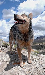 How to mod Australian Cattle Dog Puzzle patch 1.0 apk for pc