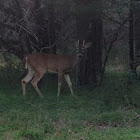 White-tailed deer