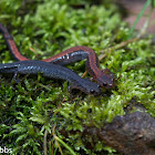 Redback Salamander