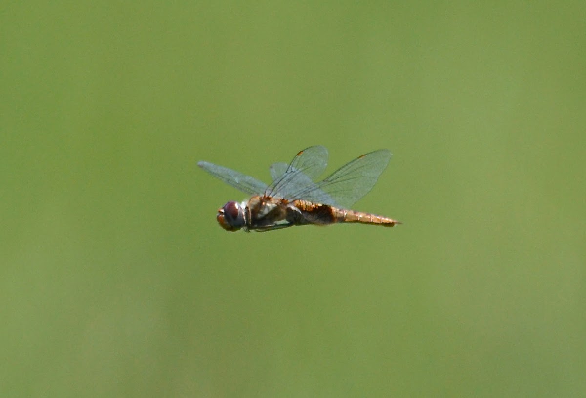Spot-winged Glider
