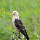 Yellow-headed Caracara (Young)