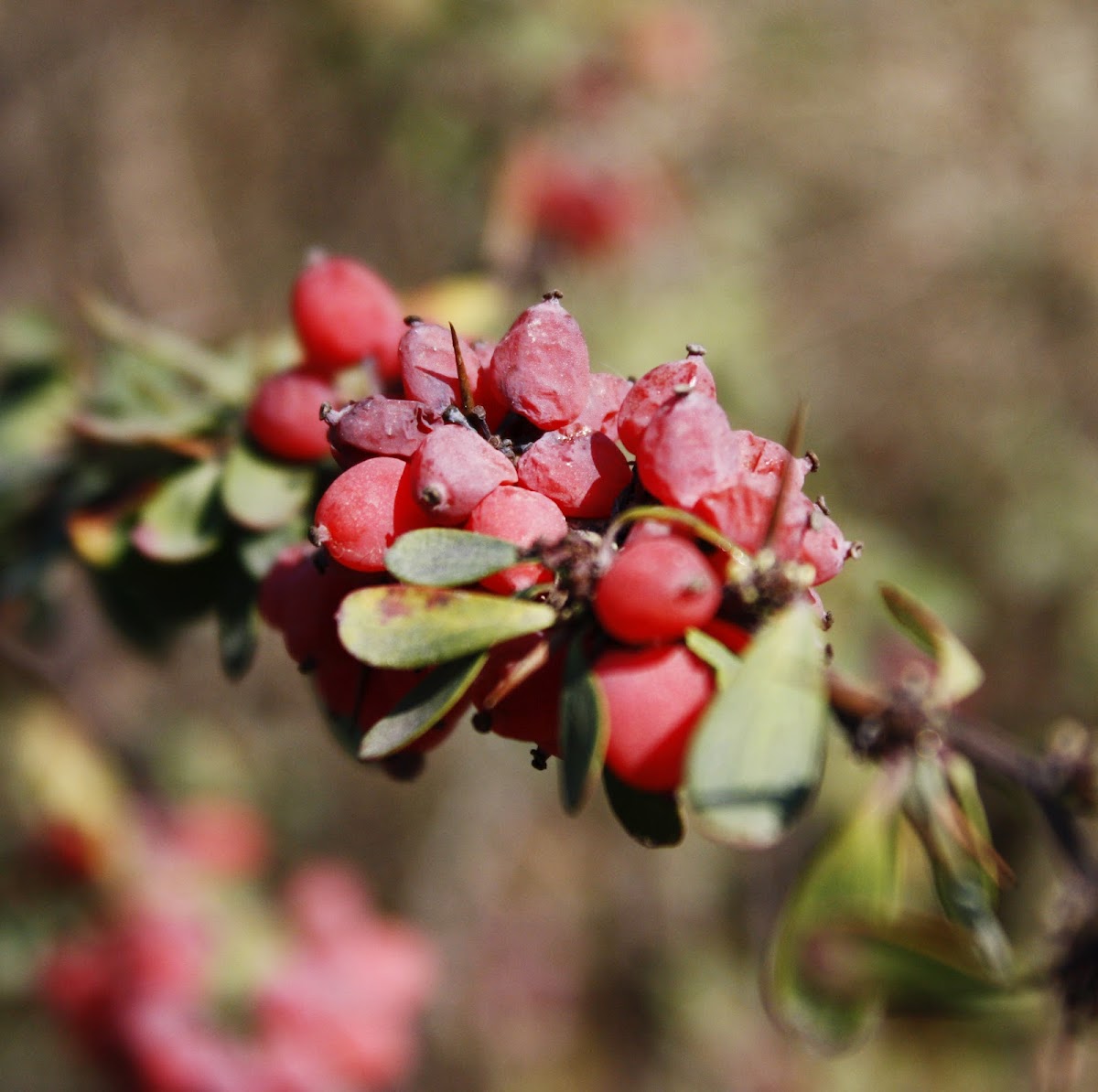Cotoneaster / Franchet's Cotoneaster