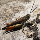 Heath Grasshopper