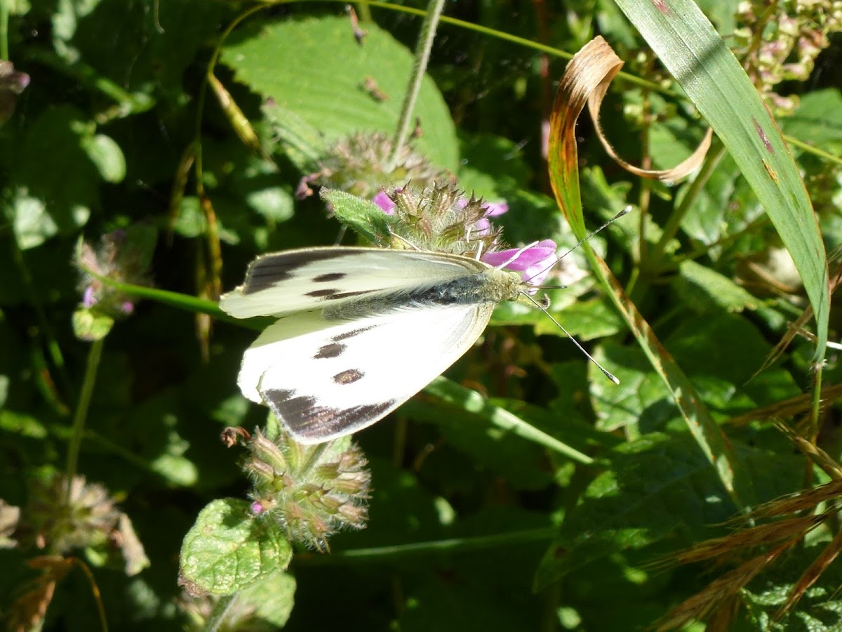 Large White Butterfly