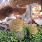 "dark" honey fungus/mushroom