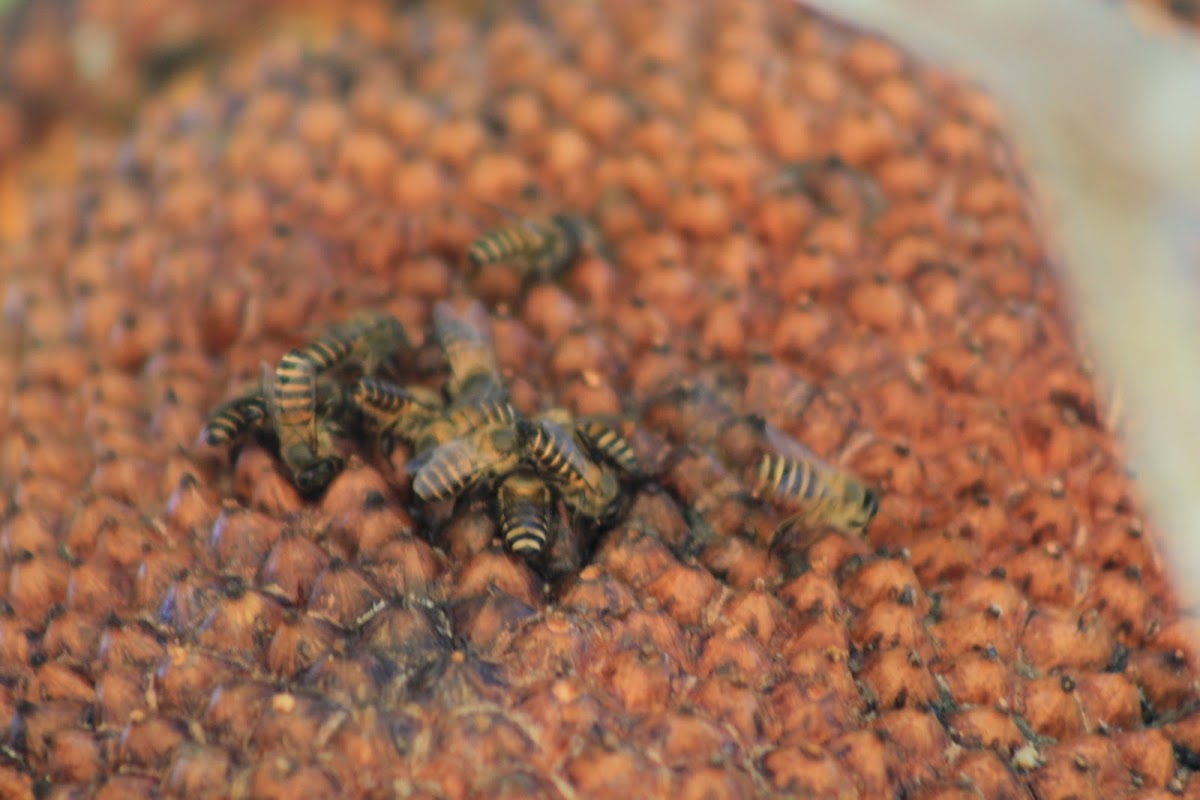 Eastern Honey Bee