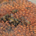 Eastern Honey Bee