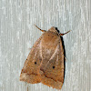 Variable Sallow Moth