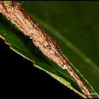 Stick Insect