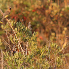 Cedar Wax Wing