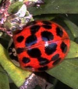 Asian Ladybug
