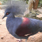 Western Crown Pigeon
