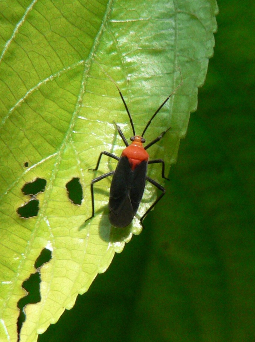 Leaf bug