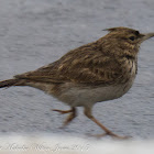 Crested Lark