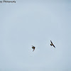 Peregrine Falcons
