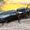 betsy beetle
