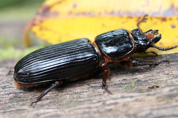 What Is A Bessie Bug | Box Elder Bugs — Everything You Need To Know ...