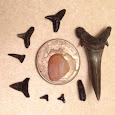 Beach Discoveries of Southeast US