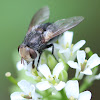 tachinid fly