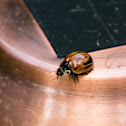 Streaked Lady Beetle
