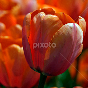 Tulip by Patricia Tracy - Flowers Flower Gardens