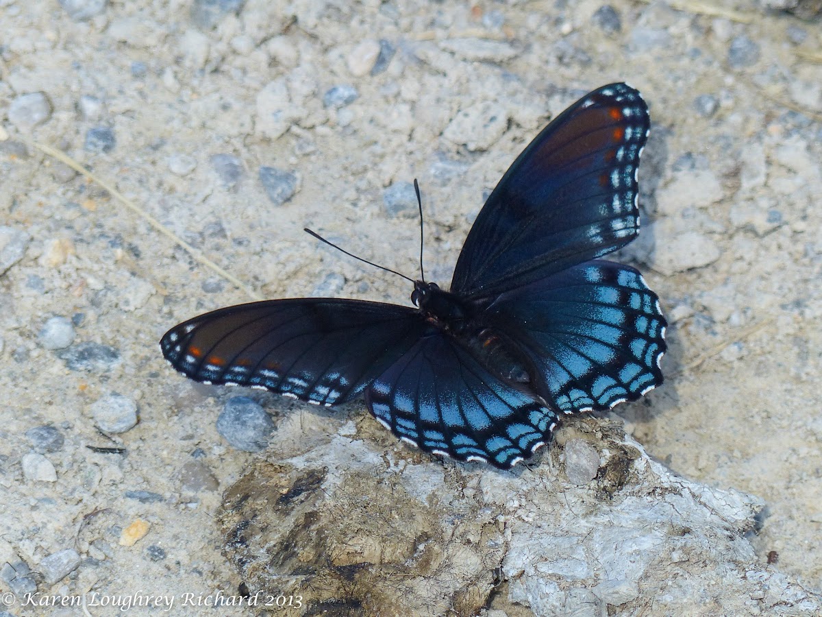 Red-spotted purple (mud puddling)
