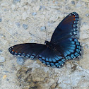 Red-spotted purple (mud puddling)