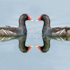 Love Of Moorhen by Raj Nandi - Animals Birds