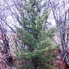 Eastern Hemlock (young evergreen)