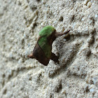 Smaller Parasa Moth