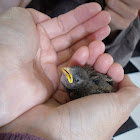 House sparrow baby