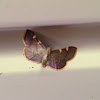 Yellow fringed dolichomia moth