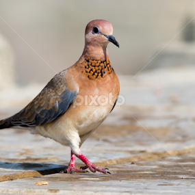 Cat Walk by Mohammad Alqorashi - Animals Birds