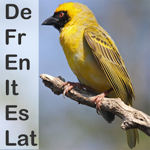 AfricaBird Translator 1.0