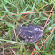 eastern spade-footed toad