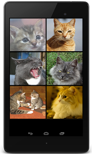 Cat Sounds for Cat(圖4)-速報App