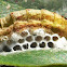 Pittheus Metalmark - Caterpillar infested by wasp