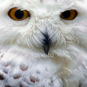by Lim Darmawan - Animals Birds