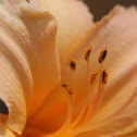 Day lily