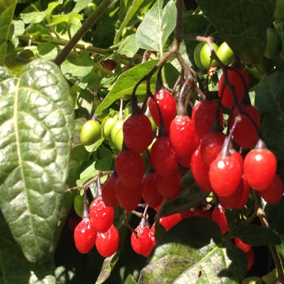 Bittersweet nightshade Project Noah