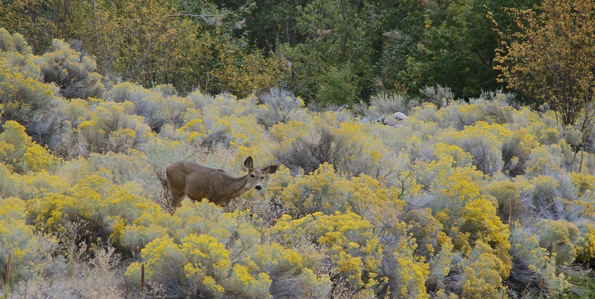 Columbian Black-Tailed Deer