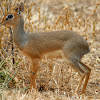 Dik-Dik (Kirk's Dik-Dik)