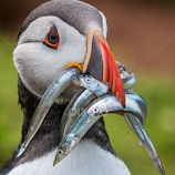 Puffin by Darren Whiteley -  