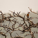 Lesser flameback woodpecker