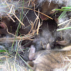 Eastern cottontail kits